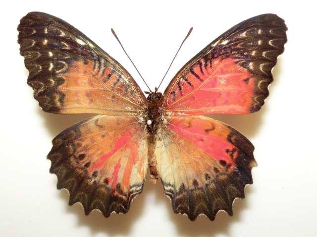 Cethosia biblis Gynandromorph Marinduque Is. Philippines (Internet Image property of respective owner, non-commercial use only)